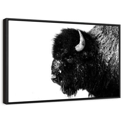 " Black Bison "