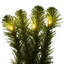Vickerman 9' x 18" Deluxe Sequoia Garland WA 200WW
