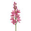 ORCHID CYMBIDIUM STEM