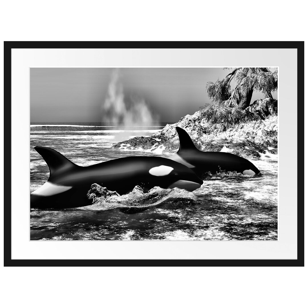 Gerahmtes Poster Orcas vor Insel