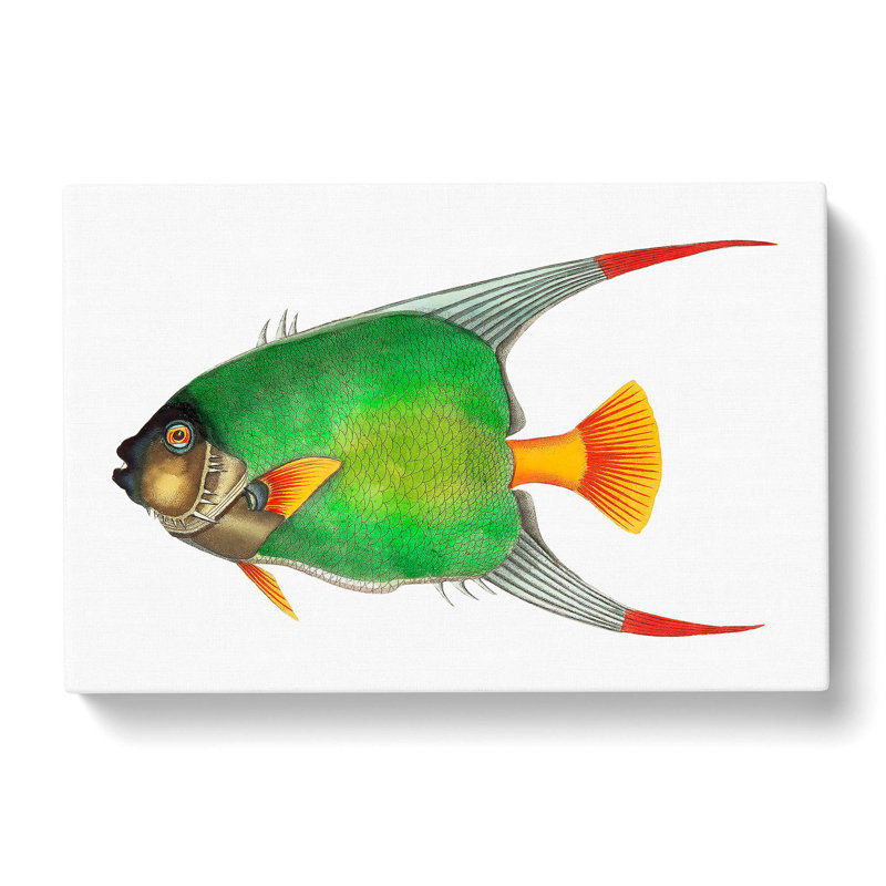 Angelfish by George Shaw - Wrapped Canvas Painting Print, 35cm H x 50cm W x 3cm D
