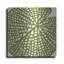 Ivy Bronx «Lilypad» par Trish Sierer, mur en métal-923735106