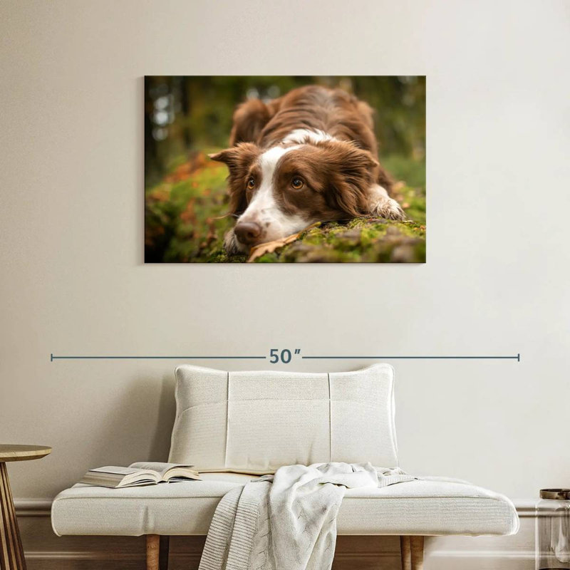 Lovable Border Collie, 24" H x 36" W