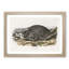 American Badger by J.W. Audubon - Single Picture Frame Painting-55544511-55544514