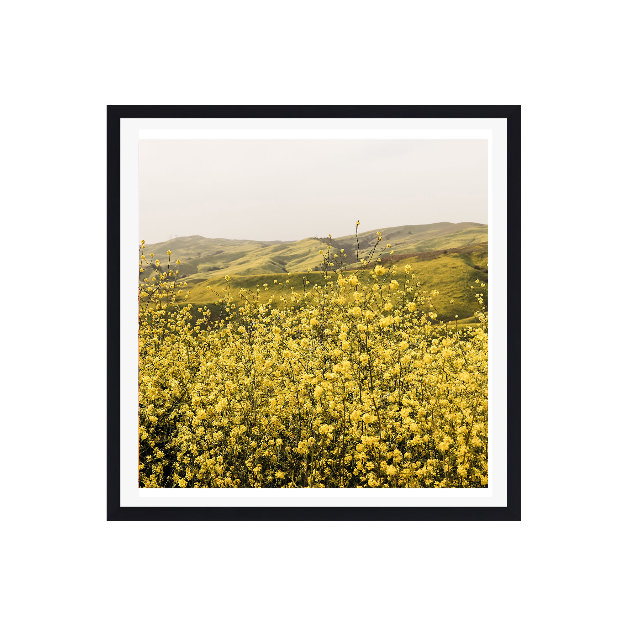 Spring Is Here Yellow Wildflowers by By Brije, 20" H x 20" W x 0.75" D, Black Framed Paper, Yes