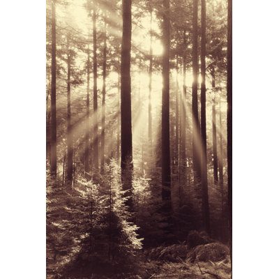 Fairytale forest 181894599