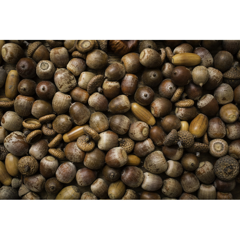 Acorns by Adam Smigielski, 20" H x 30" W