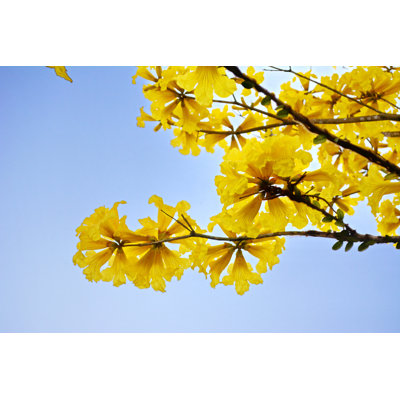 Yellow Ipe - Wrapped Canvas Print