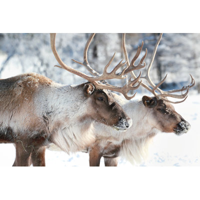 " Caribou " by Karlumbriaco