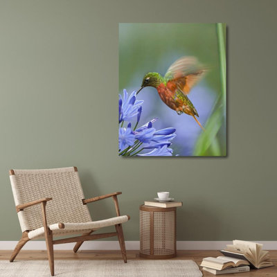 "Lark Manor ™", Fitzharris, Tim, art sur toile tendue sous le titre: Colibris à poitrine brune 61405