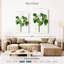 Harnek Magnolia Glauca-108667515