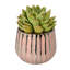 Pot en céramique de 4 po, plante décorative-100896422