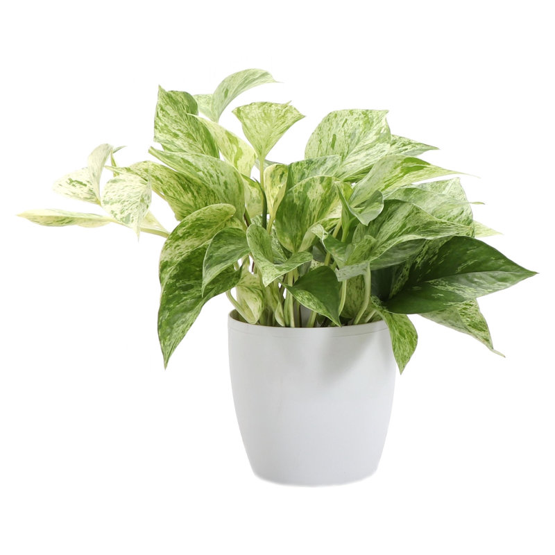 Marble Queen Pothos Plant in Pot, White