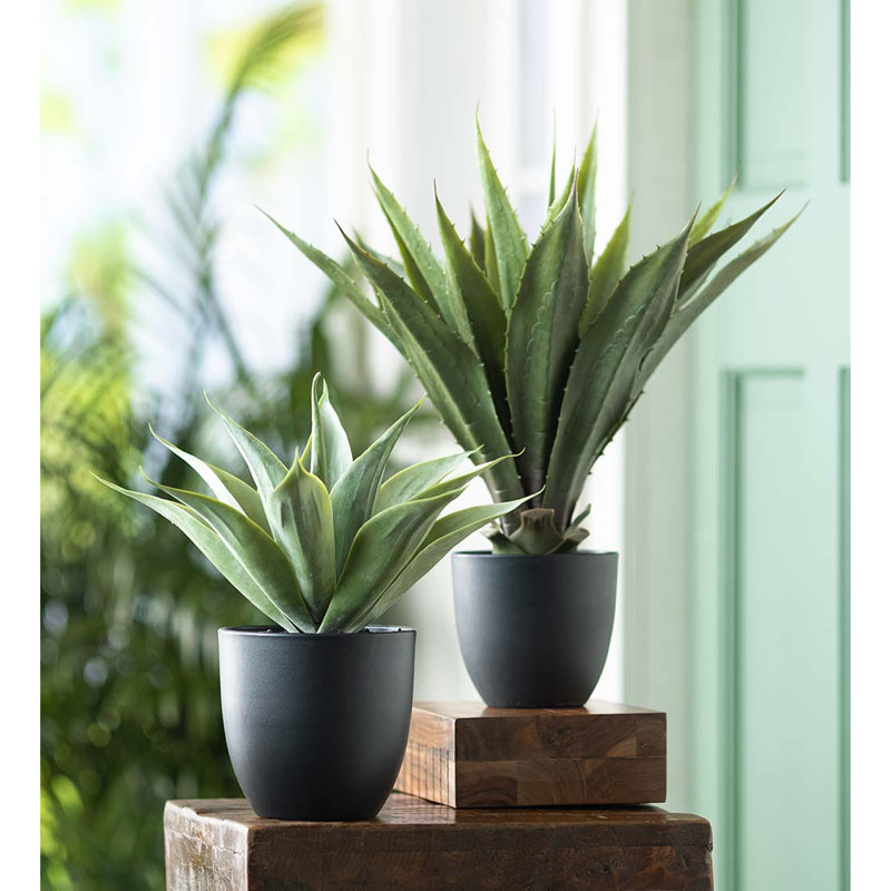 Grande fausse vraie plante d'agave