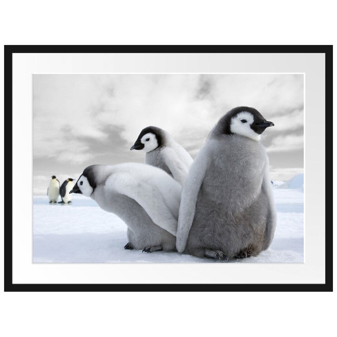 Kaiserpinguine Gerahmter Fotokunstdruck Poster