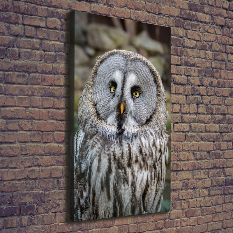Owl 1 Piece Wrapped Canvas Wall Art