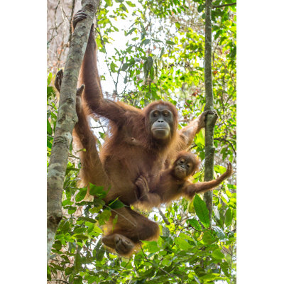 Female Orangutan by Mazzzur - Wrapped Canvas Print