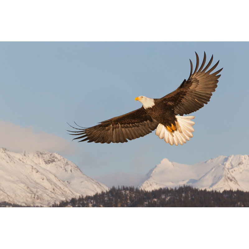 Bald Eagle by Kencanning - Wrapped Canvas Print, 51cm H x 76cm W x 3.8cm D
