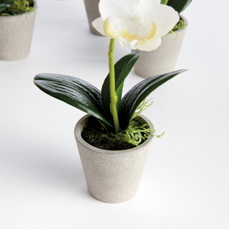 Orchidee Pot Realistic Faux Mini Phalaenopsis Orchid in Concrete 9 in. White, White