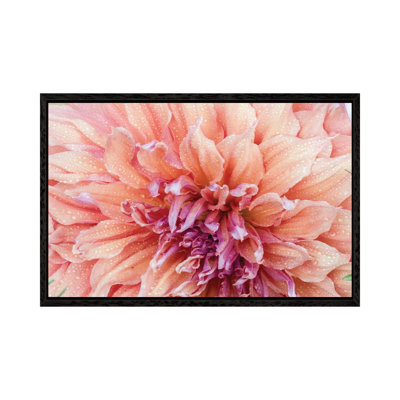 Macro Of A Dahlia Variety VI, Canby, Clackamas County, Oregon, USA by Julie Eggers - Gallery-Wrapped Canvas Giclée on Canvas