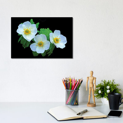 American Globe Flower by Brian Wolf - Wrapped Canvas Print