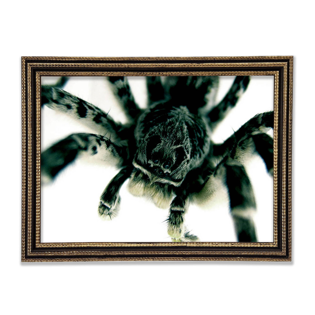 Spider Stare Gerahmter Druck