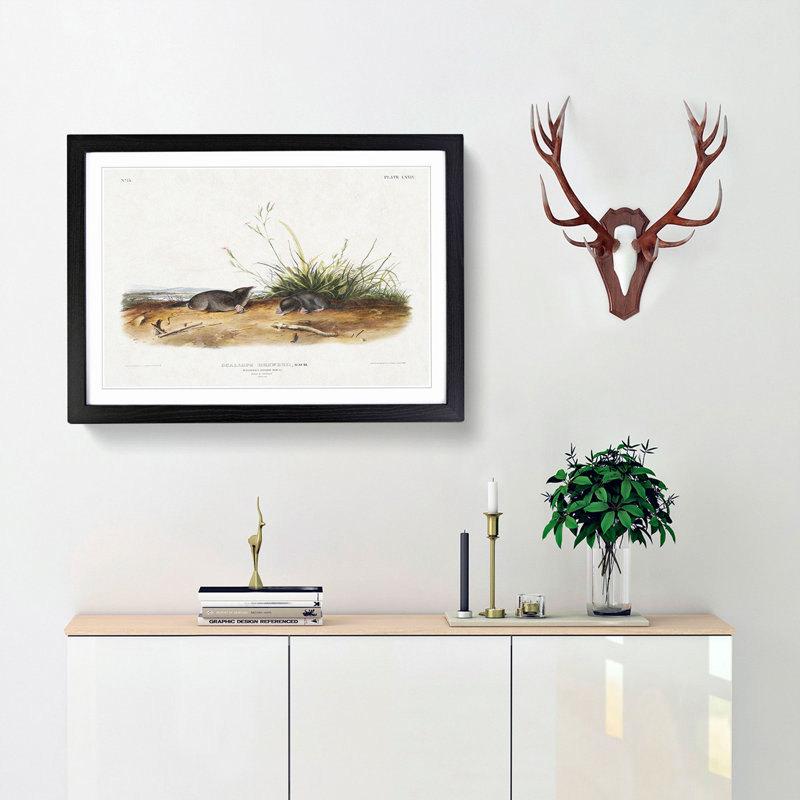 Shrew Moles by J.W. Audubon - Picture Frame Painting Print, 36cm H x 48cm W x 2cm D, Black Framed