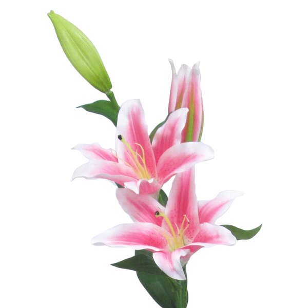 Tiger Lily Translucent Color Spray - LO Florist Supplies