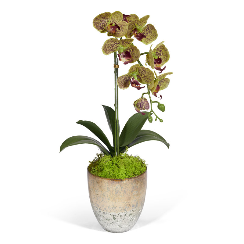 Single Orchids Floral Arrangement in Vase, Green