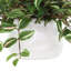 Tradescantia Zebrina Arranged In Ceramic Vase-1281163198-1331091546