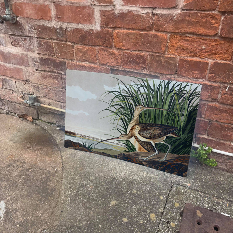 Curlews Bird Botanicalmetal Wall Sign, 28cm H x 41cm W