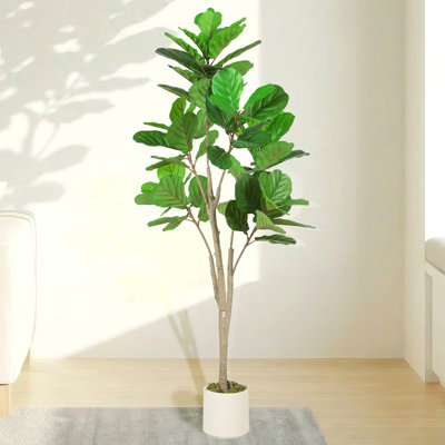 150cm Plant
