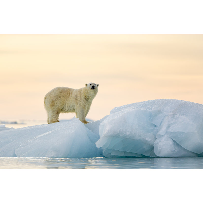 Ours polaire par Lanaufoto - Photographie sur toile tendue, L 36 po x H 24 po
