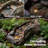 Natural Tree Trunk Outdoor Fountain With LED Lights & 15W ETL Pump