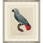 Le Perroquet 2 Painting