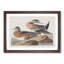 American Widgeon Ducks by John James Audubon - Picture Frame Painting-57844742-57844743