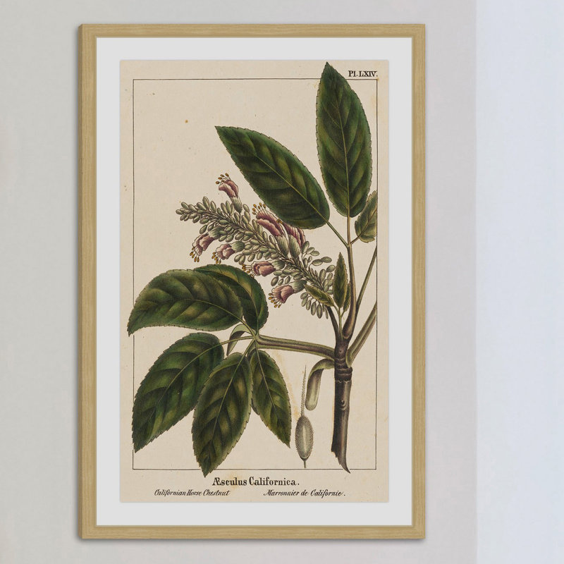 «Horse Chestnut», reproduction encadrée, H 36 po x l 24 po x P 1,5 po