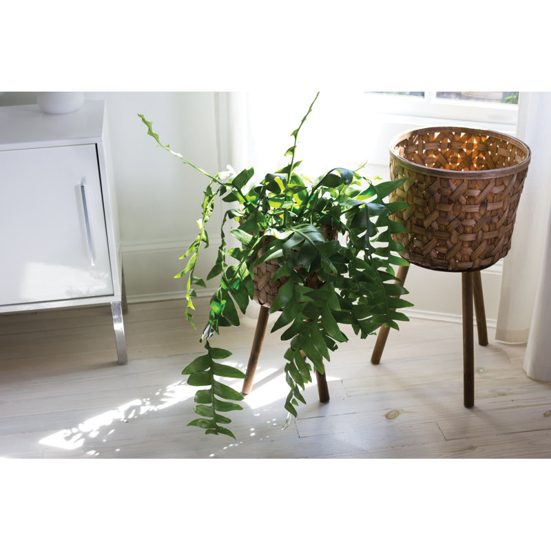 Aleina Handmade Wood Cachepot
