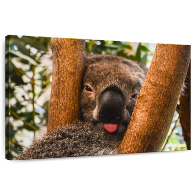 Roux drôle Koala