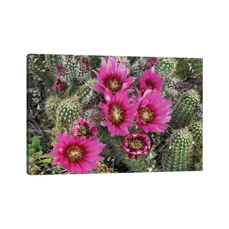 Hedgehog Cactus Flowering, Arizona by Tim Fitzharris - Wrapped Canvas Print, 66.04 cm H x 45.72 cm W x 3.175 cm D