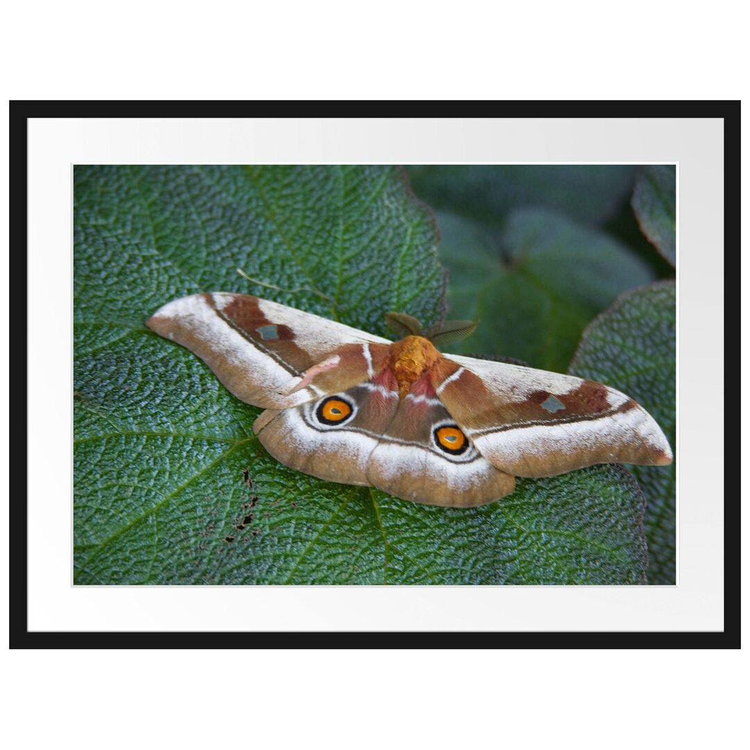 Gerahmtes Poster Schmetterling auf Blatt