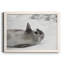 Laughing Seal - photographie encadrée sur toile-1929544634-1929544639