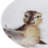 Wrendale Designs - Assorted Coupe Side Plates