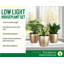 Live Low Light Houseplant Set-70535090