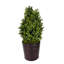 Topiaire 14 "en faux buis