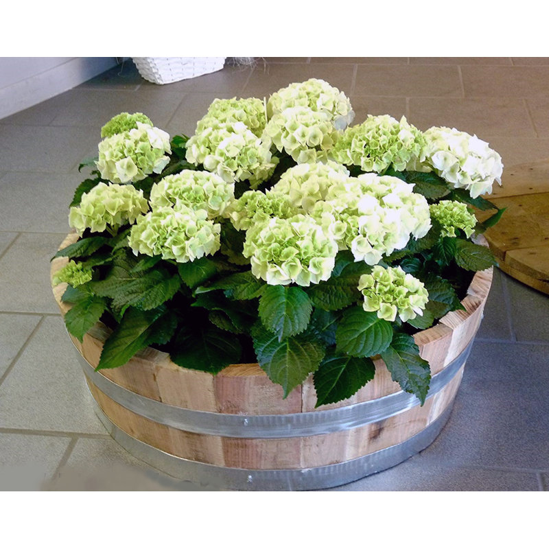 Genuine Oak Wood Shallow Round Garden Planter