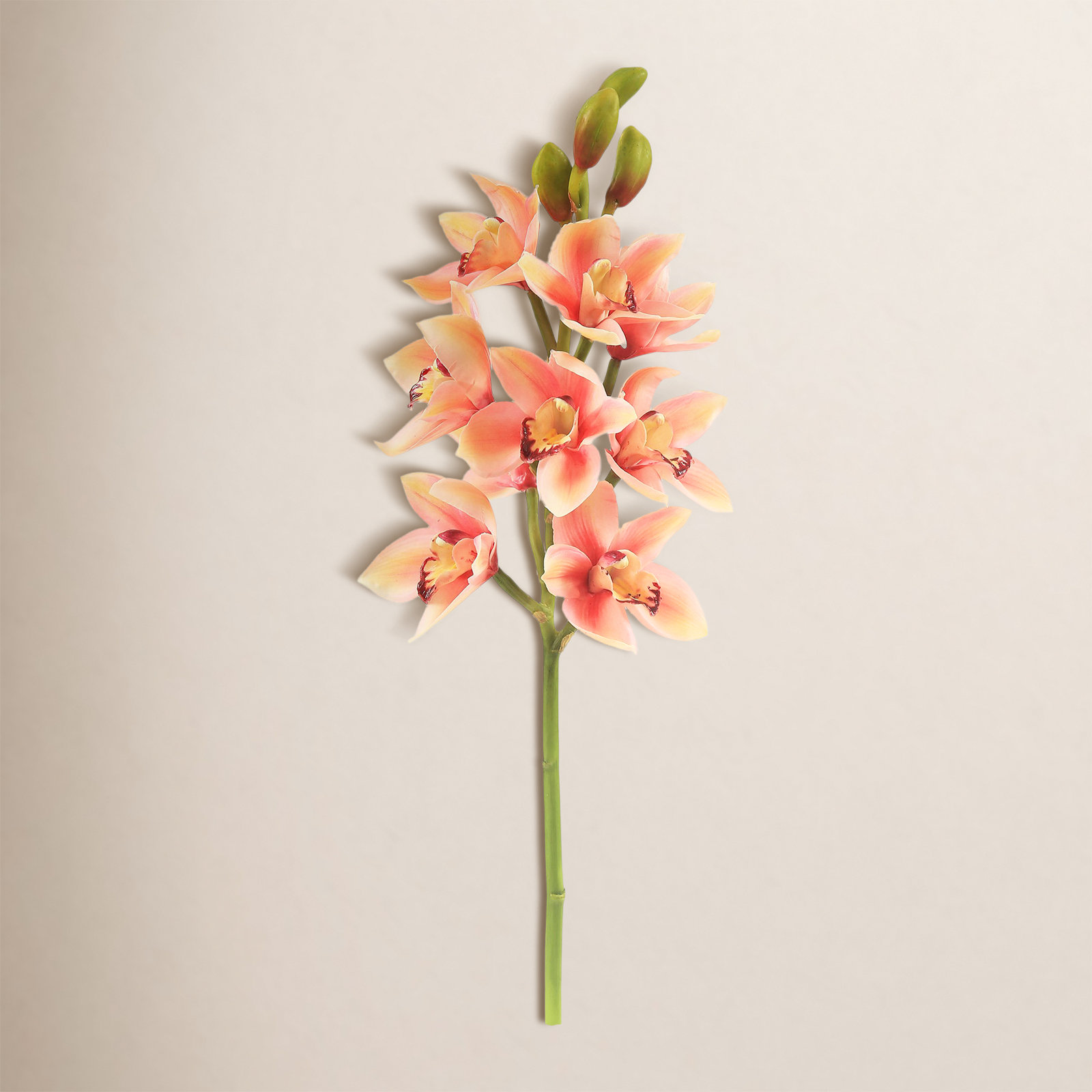 Cymbidium Orchid Stems