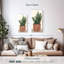 Cactus en pot II-298391443