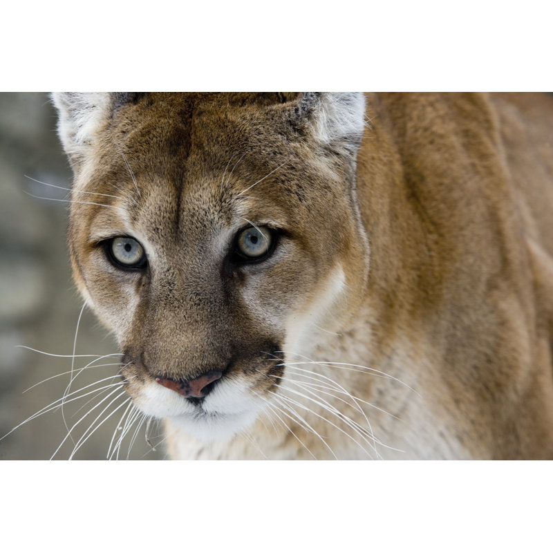 " Cougar " by Mikelane45, 12" W x 8" H