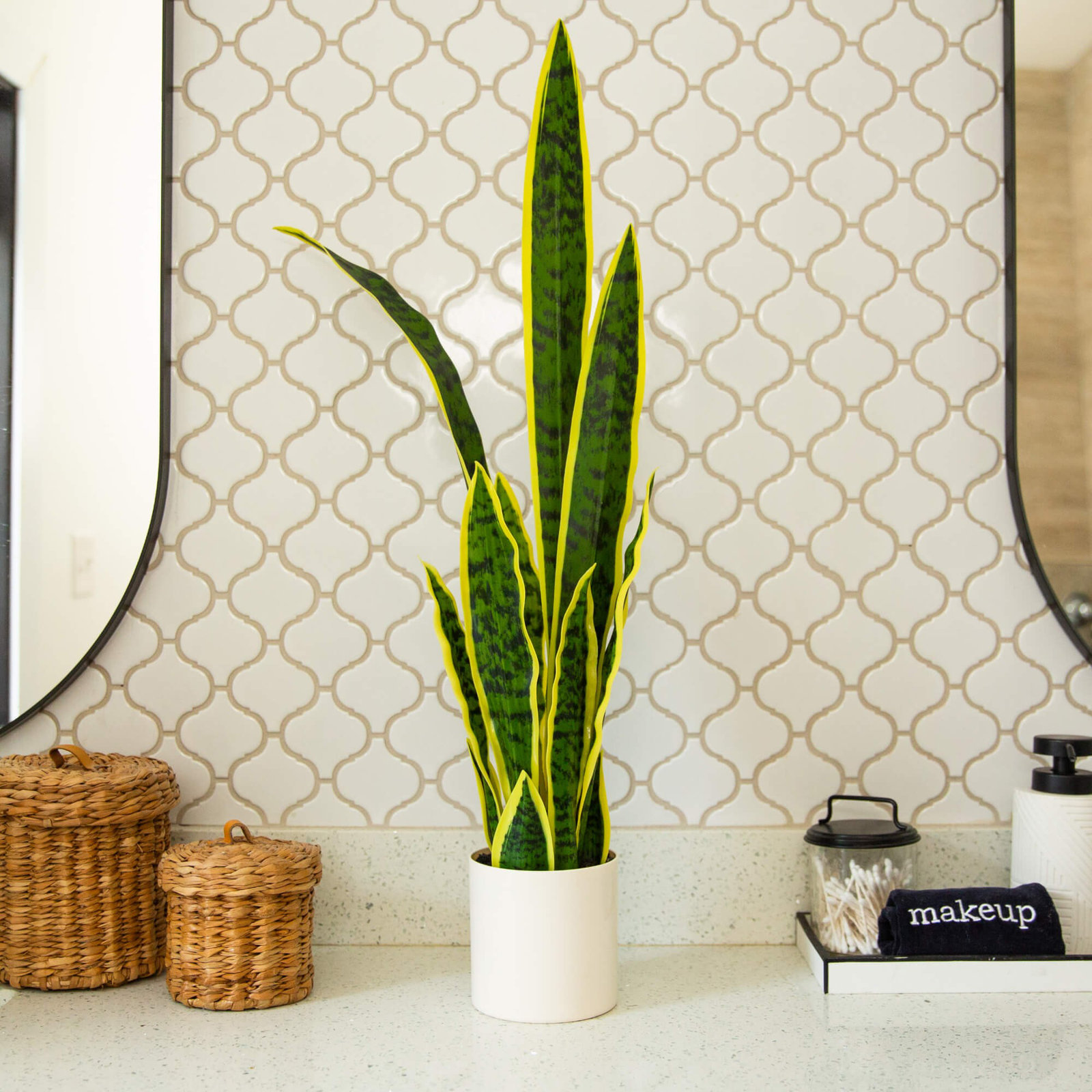 30" Snake Plant with Base Included